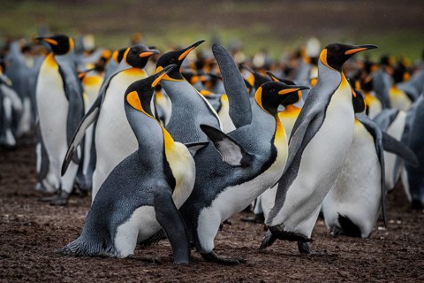 King penguins (Aptenodytes patagonicus), fighting over breeding partners during courtship,