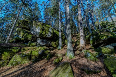 Moss-covered rocks and tall trees in a dense forest in shady light, Höllbachtal, Upper Palatinate