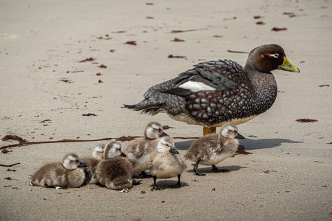 Falkland Steamer Duck (Tachyeres brachydactyla), female with chicks, Pebble Island, Falkland