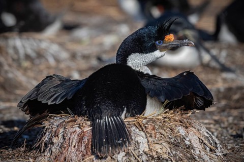 Blue-eyed Cormorant (Phalacrocorax atriceps) on its nest, also Imperial shag, Bleaker Island,