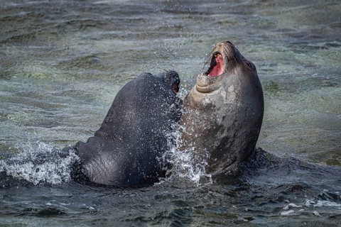 Young male Southern elephant seals (Mirounga leonina) playfully fighting in shallow water, Bleaker