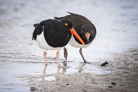 Magellanic Oystercatcher (Haematopus leucopodus), adult and juvenile, Bleaker Island, Falkland