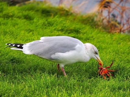 Seagull (Larinae) eating a crab, blurred background, Brouwersdam, province of South Holland,