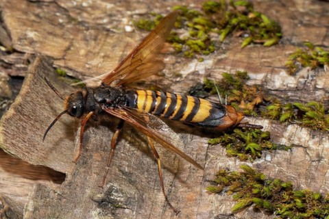 Giant wood wasp with open wings sitting on tree trunk looking left