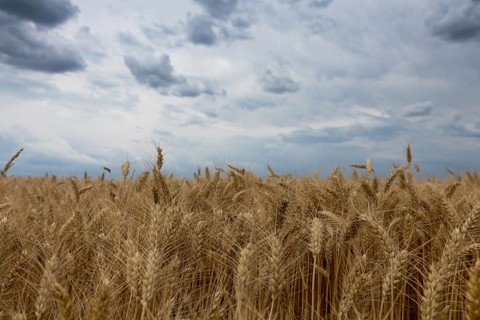 Storm clouds over wheat field