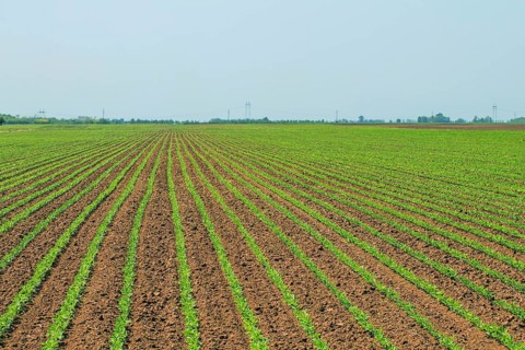 Green soybean field, Rows of young green soybeans. Agricultural landscape