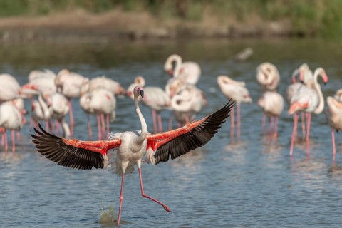 Greater Flamingos (Phoenicopterus roseus) landing in a swamp. Saintes Maries de la Mer, Parc