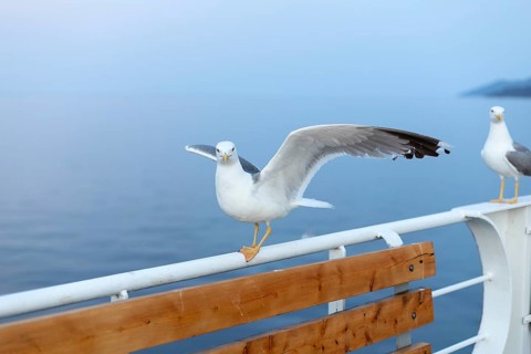 Large seagull on ferry boat, spread wings, close-up portrait