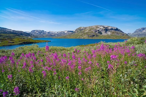 Beautiful scenery of a norwegian fjord with some blooming fireweed in the foreground