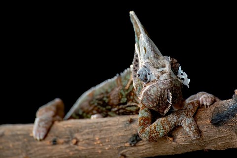 Veiled chameleon hanging on a tree