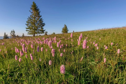 Beautiful wildflower meadow with knotweed Common bistort on the field of fire in the Vosges in