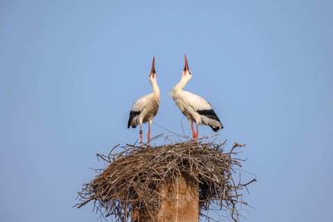 White stork in courtship period in early spring, France, Alsace, Europe