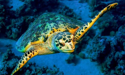 Green Turtle, Chelonia mydas, Coral Reef, Red Sea, Egypt, Africa