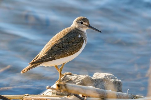 Common Sandpiper Water Bird (Actitis hypoleucos)