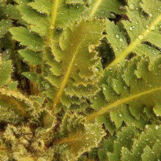 Detail of a green, furry plant in Nepal