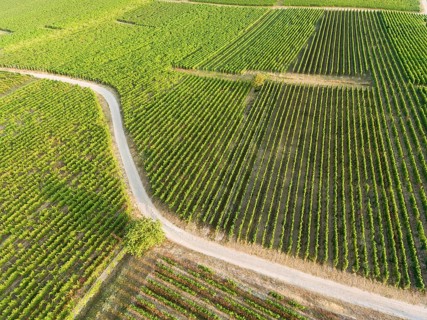 Vineyards in Eguisheim, Haut-Rhin, Grand Est, France, Europe