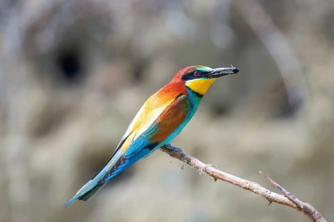 European Bee Eater (Merops Apiaster)