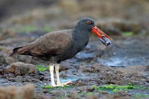 Sooty Oystercatcher, Haematopus fuliginosus, Chile, South America