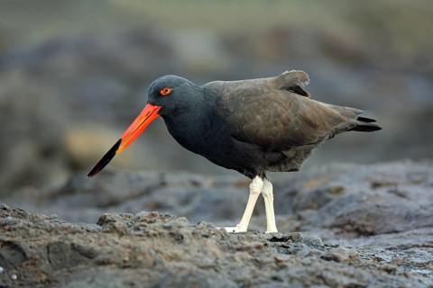 Sooty Oystercatcher, Haematopus fuliginosus, with a mussel in its beak
