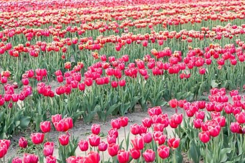 Blooming tulips field in Holland, springtime, beautiful multicolored background, sunlight