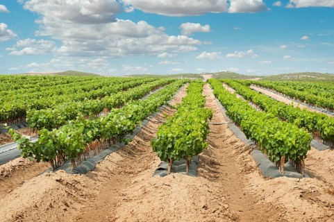 Young Vineyards in rows. Seedlings vines.Graft of the vines
