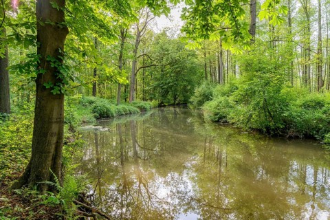 Spreewald