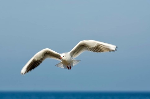 Seagull