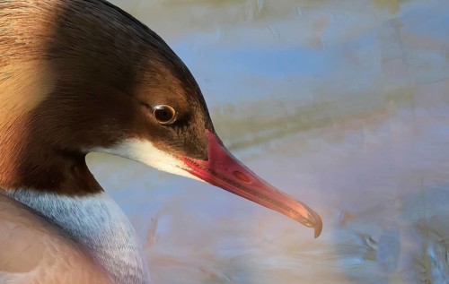 A goosander in the zugwiesen Area, Germany, Europe