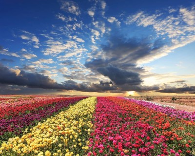 Spring cloud illuminated by the sunset. Buttercups blooming garden. Farmers field with flowers