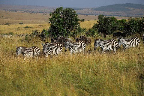 Steppe zebras (Equus quagga) and blue wildebeest (Connochaetes taurinus) are travelling together in