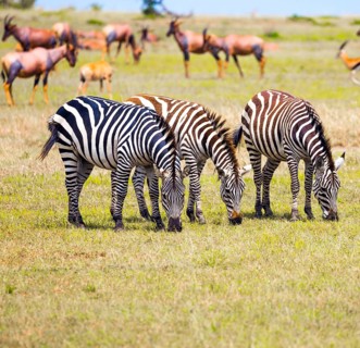 African Safari in Kenya. Tsessebe antelopes and zebras graze together nearby. Magnificent trip to