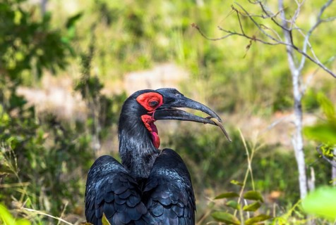 The bird Southern ground hornbill - endemic to South Africa. Large bird with shiny black plumage