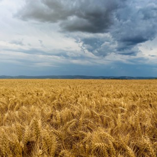 Golden wheat field and Storm clouds