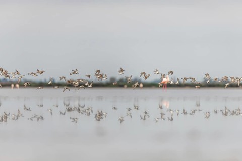 Shorebirds, Dunlin (Calidris alpina) migrating north in the Vacares pond in spring. Saintes Maries