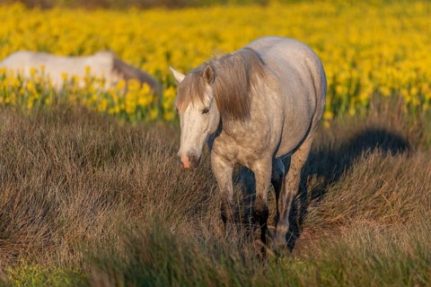 Camargue horses feeding in a swamp full of yellow irises. Saintes Maries de la Mer, Parc naturel