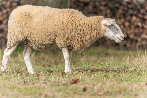 Sheep in a pen in early fall. Alsace France