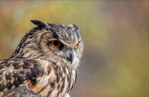 Eurasian Eagle-Owl (Bubo bubo) in the scrubland in Provence. Tarascon, Arles, Montagnette, Bouches
