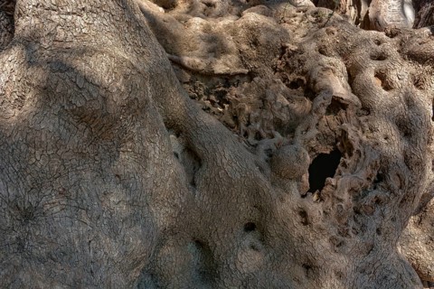 Millennial olive tree from Roquebrune-Cap-Martin. France
