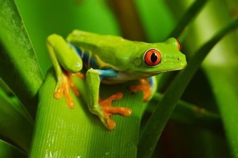 Red eye frog