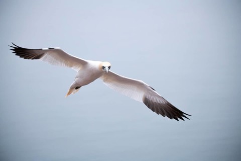 Northern gannet (Morus bassanus), bird in flight, Heligoland, Schleswig-Holstein, Germany, Europe