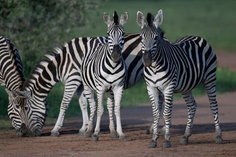Plains zebra (Equus quagga), Qwabi Private Game Reserve, Biosphere Reserve, Limpopo, South Africa,