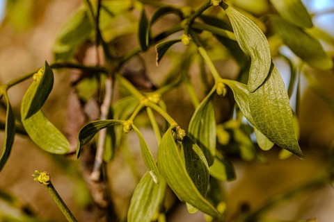 Close-up of mistletoe with green leaves on a branch, Isar meadows