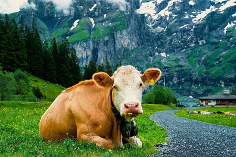 A cow laying on a green meadow with mountains and clouds in the background, Alpine cows, mountains,