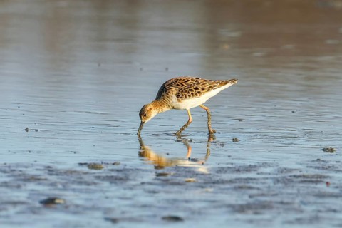 Ruff water bird (Philomachus pugnax) Ruff in water