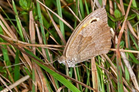 Coenonympha pamphilus, Small heath