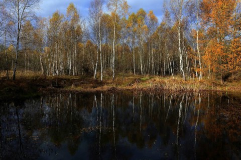 Birch quarry forest, Bavaria