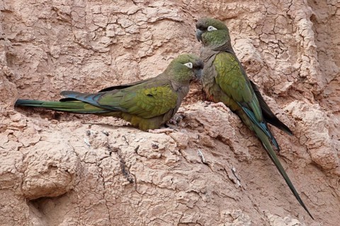 Rock parakeet, Cyanoliseus patagonus, pair
