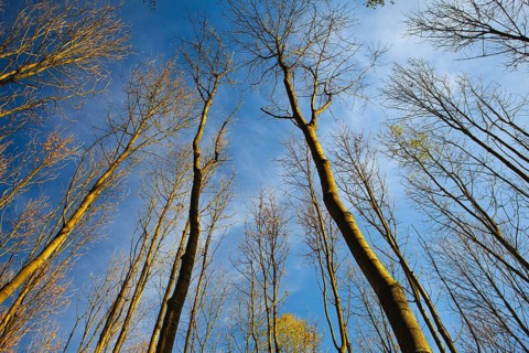 Sky view through the trees of a forest in autumn. Looking up at the trees. Low angle view on the