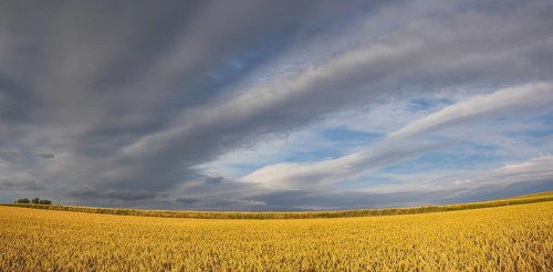 Summer evening landscape with wheat field in Central Bohemian Uplands, Czech Republic, Europe