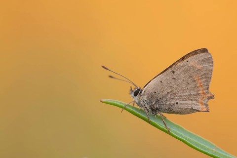 Small copper (Lycaena phlaeas)